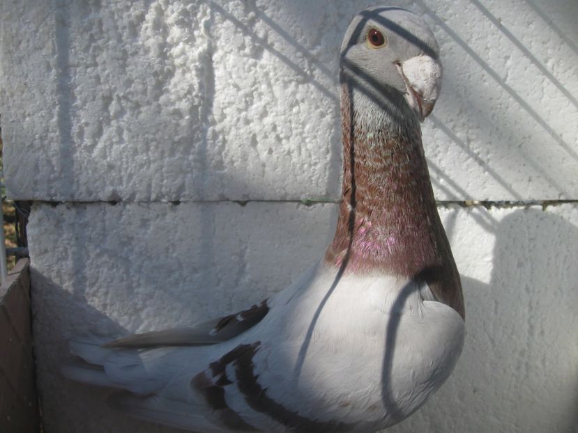 M 2018 - DE VINZARE 2018