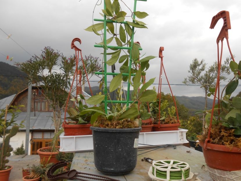 Hoya Camporifolia - florile mele
