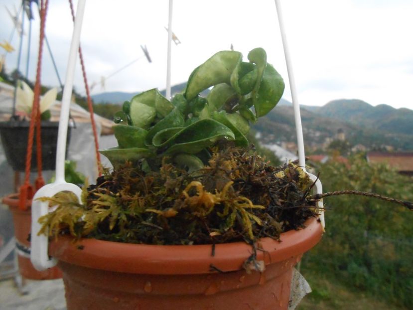 Hoya Compacta - florile mele