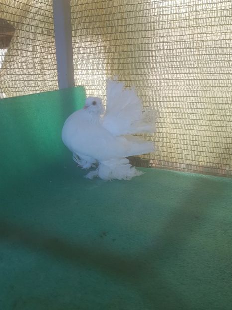 F 7422, 16 - au fost VANDUTI