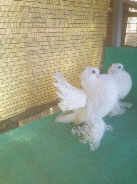 M 7418, 16 - au fost VANDUTI