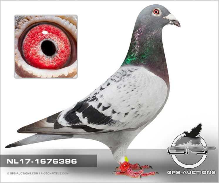 "Hansy" - G & W Vedder - Hansy