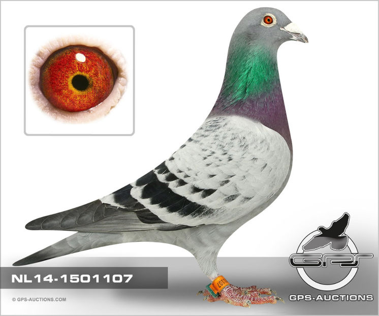 "Hans" semifrate Hansy - Hansy