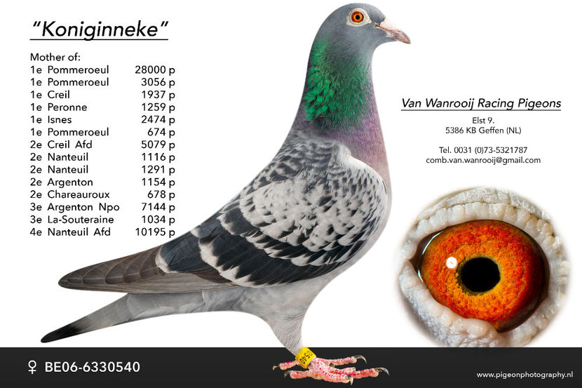 "Koniginneke" - Cory