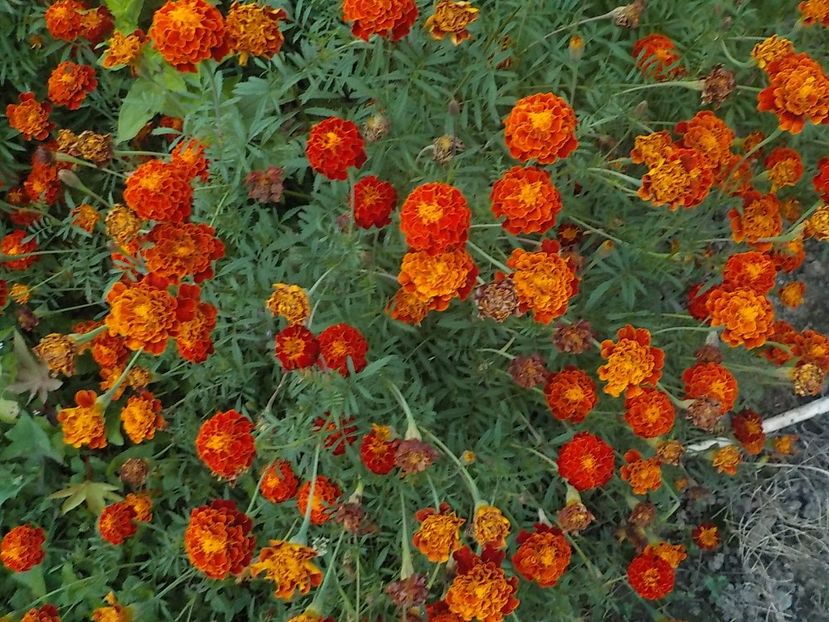  - Flori in octombrie 2018