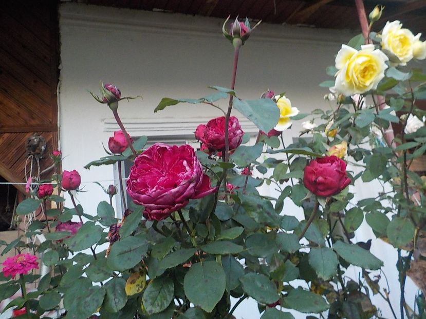  - Flori in octombrie 2018