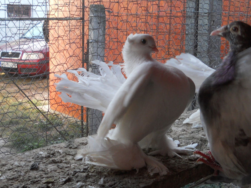 RSCN3705 - Siberieni 2018