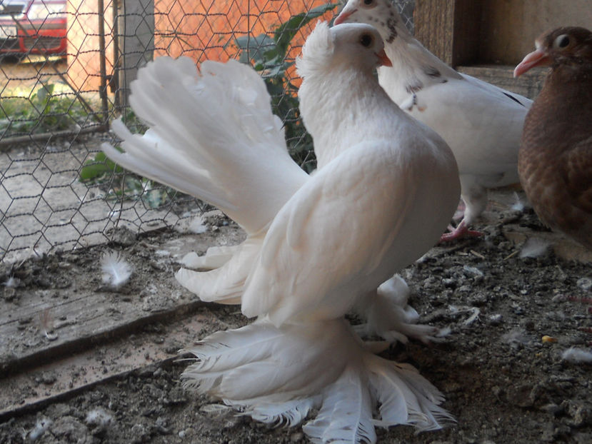 RSCN3707 - Siberieni 2018