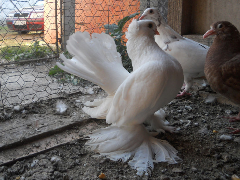 RSCN3711 - Siberieni 2018