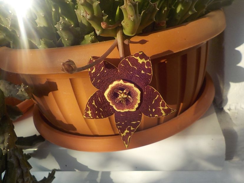  - Genul Stapeliade