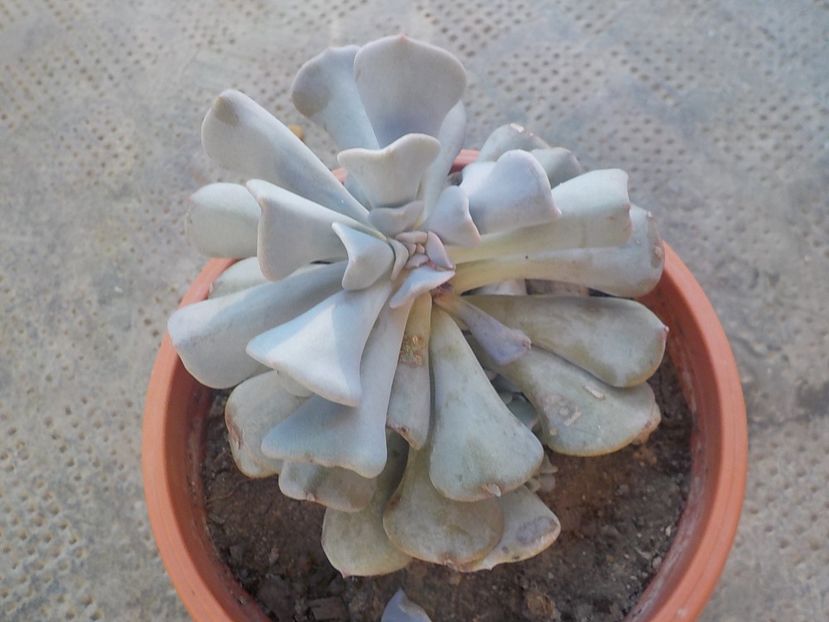  - echeveria cubic frost