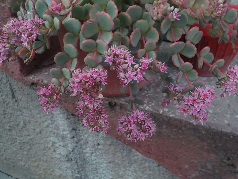  - sedum sieboldii