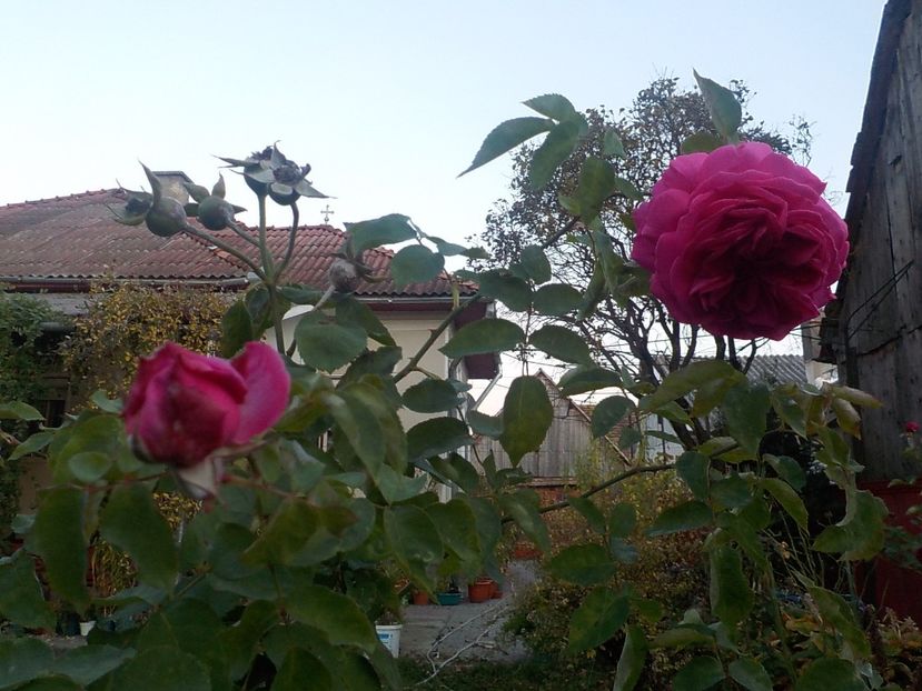  - Flori in octombrie 2018