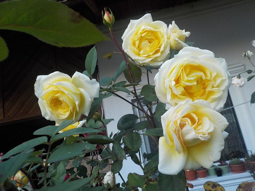  - Flori in octombrie 2018