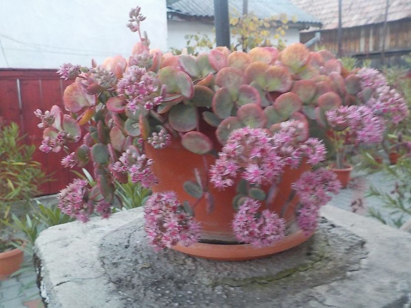  - Flori in octombrie 2018