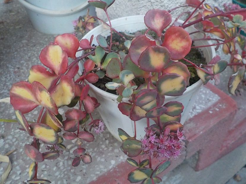  - Flori in octombrie 2018