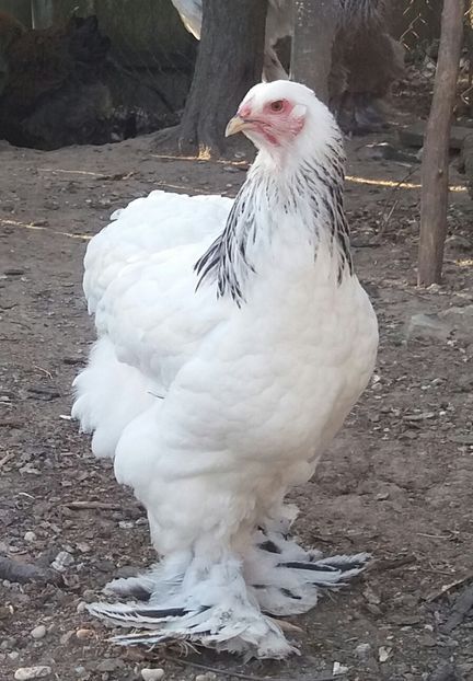 - Tineret 2018