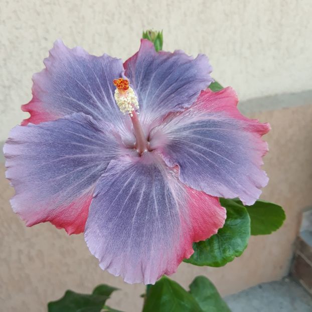  - Hibi Moorea My Blue Pearl