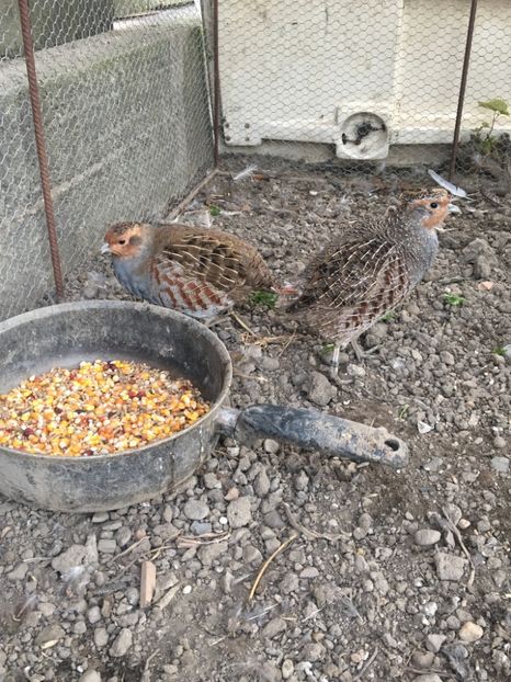  - Potărnichi Comune