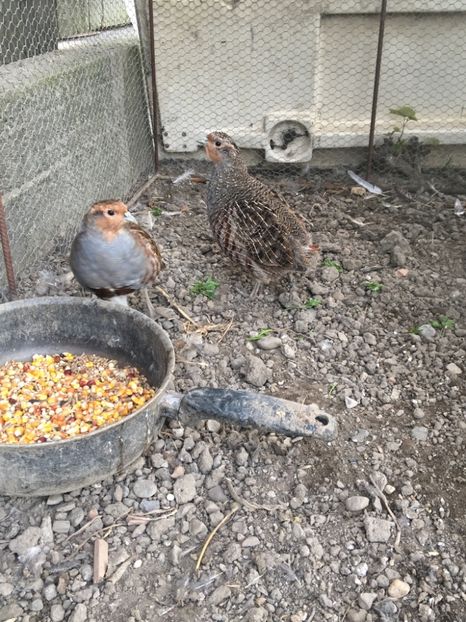  - Potărnichi Comune