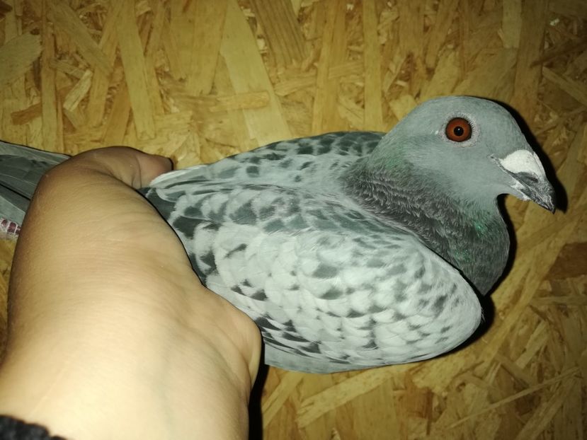  - PORUMBIȚE-VOIAJOR