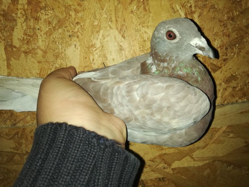  - PORUMBIȚE-VOIAJOR