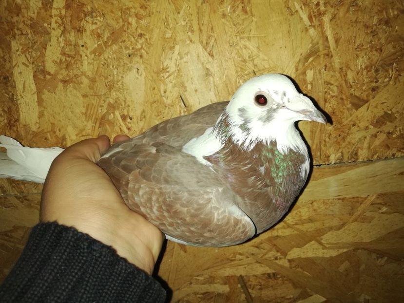  - PORUMBIȚE-VOIAJOR