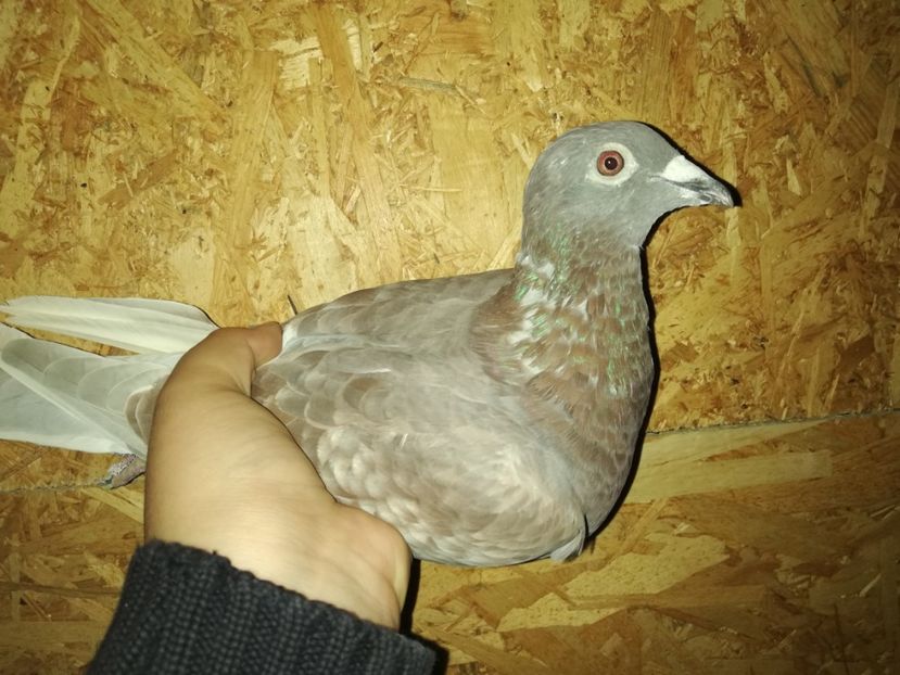  - PORUMBIȚE-VOIAJOR