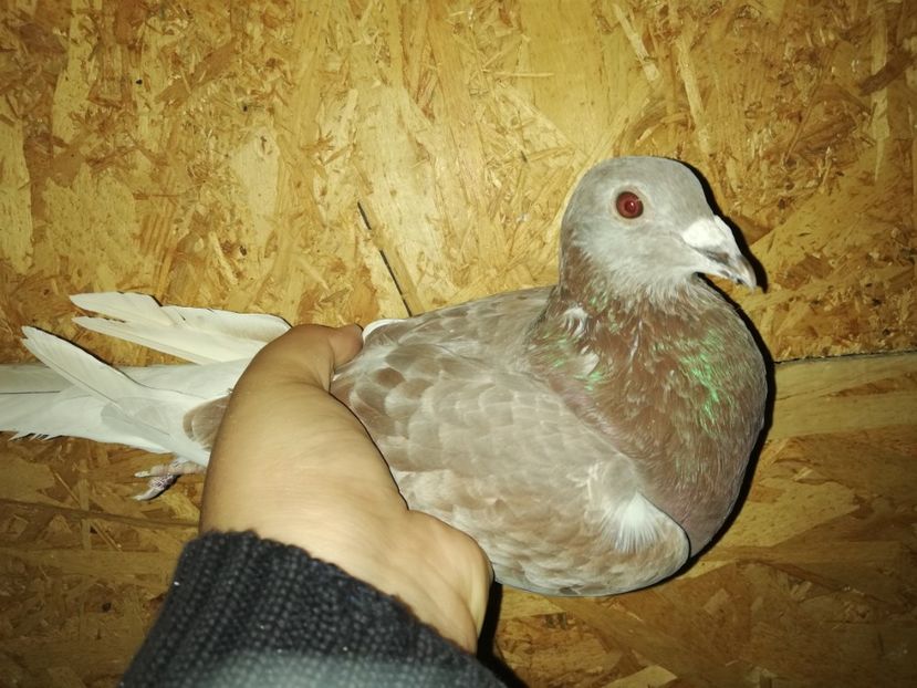  - PORUMBIȚE-VOIAJOR