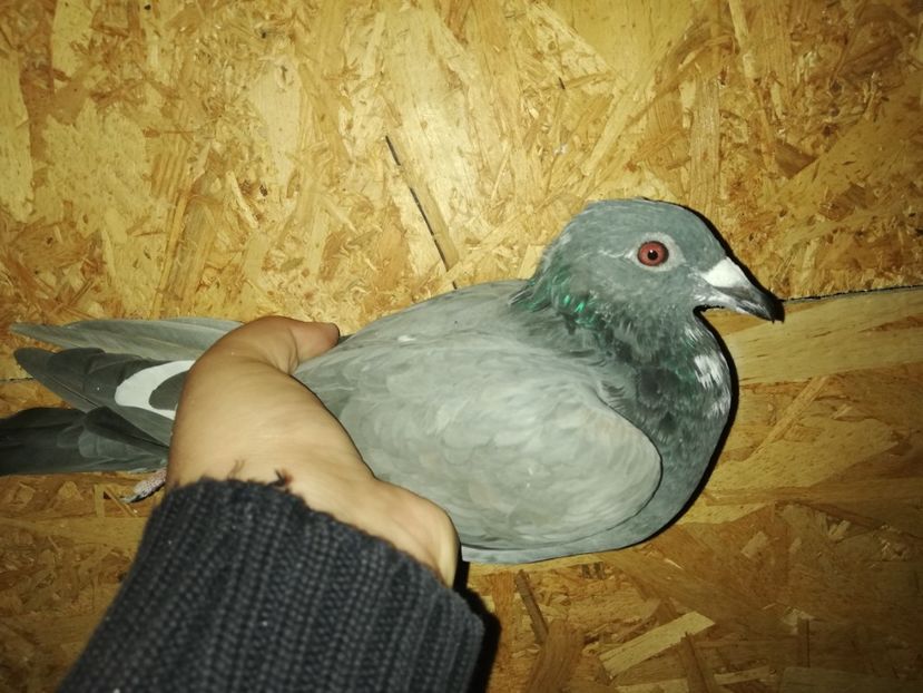  - PORUMBIȚE-VOIAJOR