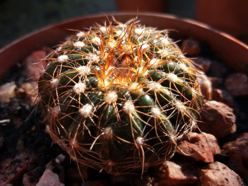  - Cactusi si suculente