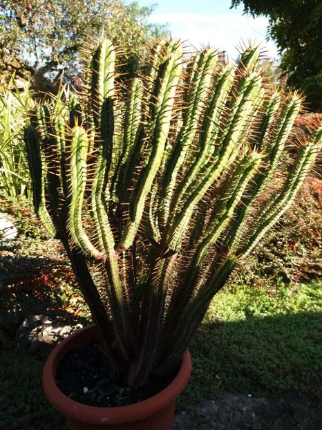  - Cactusi si suculente