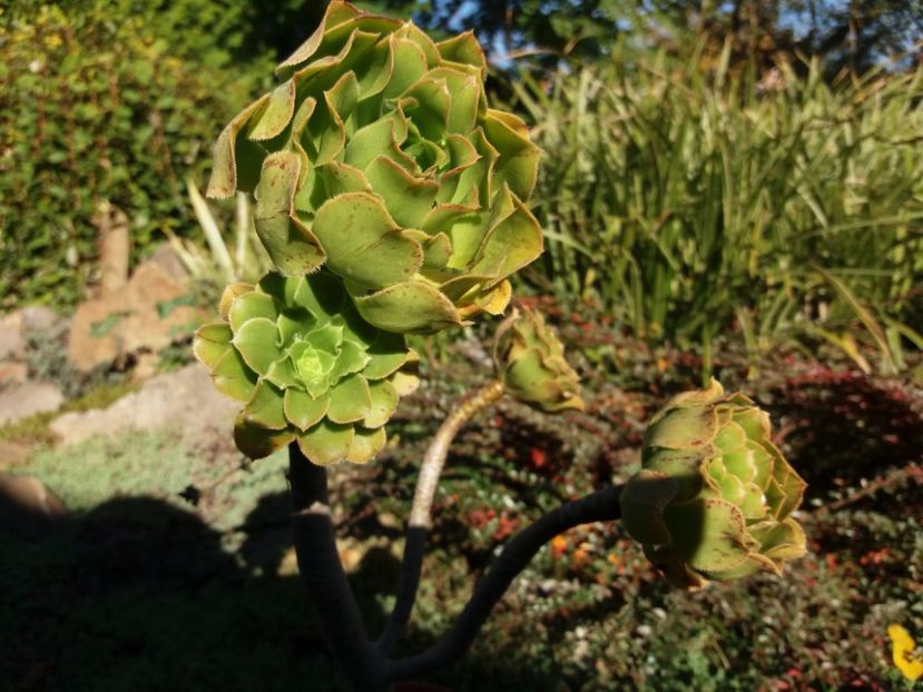  - Cactusi si suculente