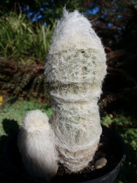  - Cactusi si suculente