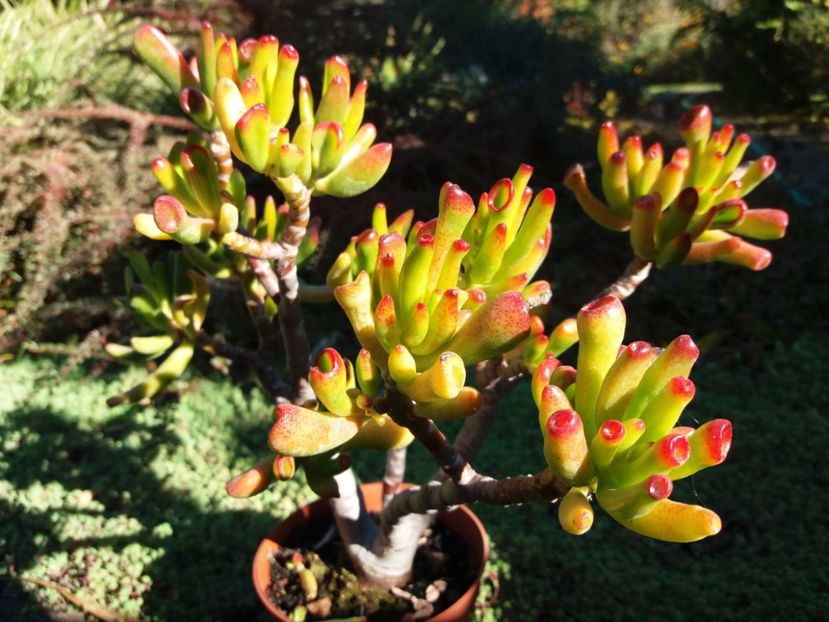  - Cactusi si suculente