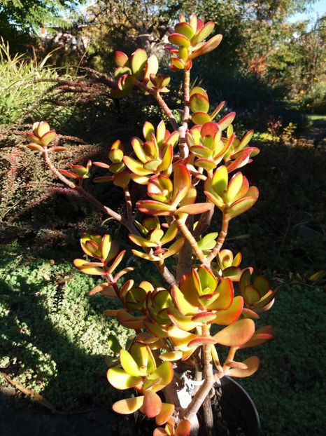  - Cactusi si suculente