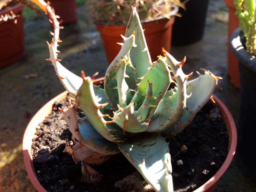  - Cactusi si suculente