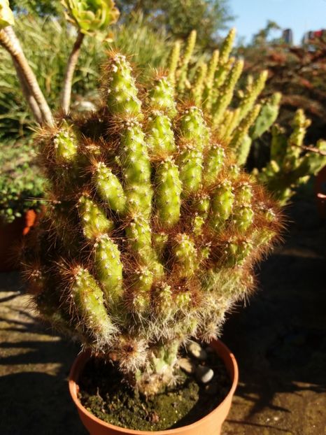  - Cactusi si suculente