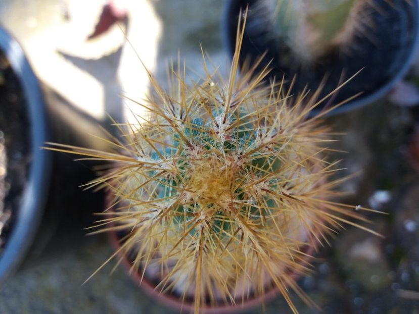  - Cactusi si suculente