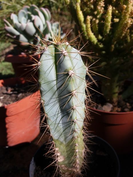 - Cactusi si suculente