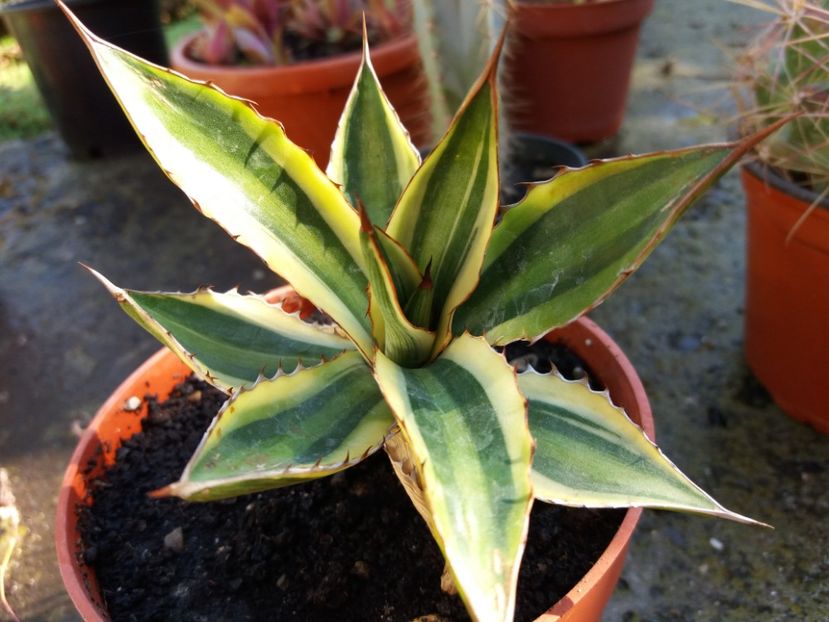  - Cactusi si suculente