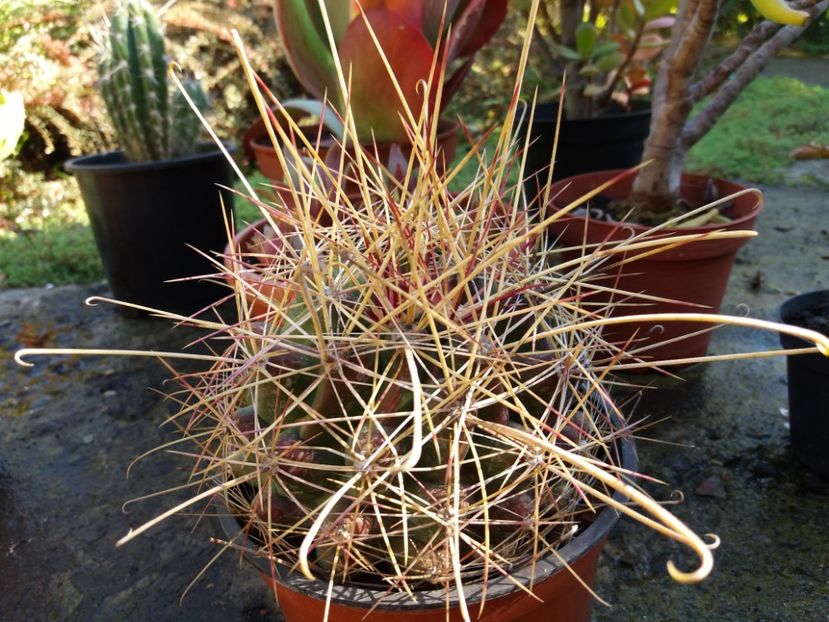  - Cactusi si suculente