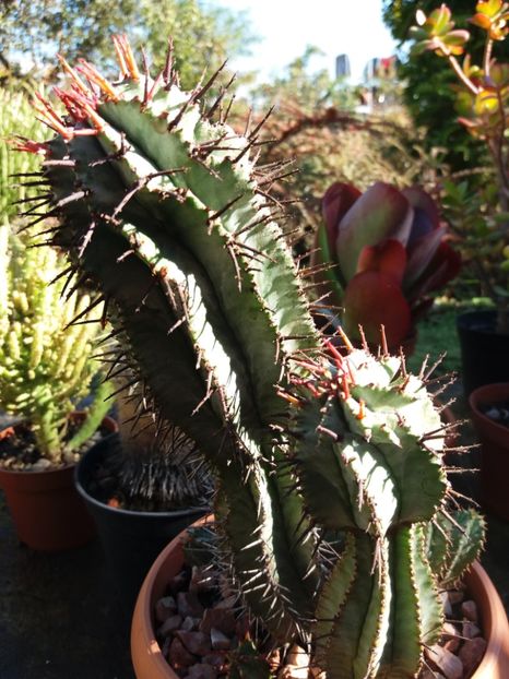  - Cactusi si suculente