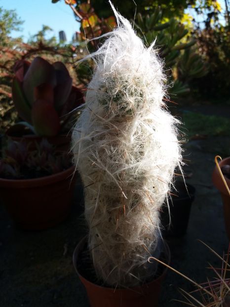  - Cactusi si suculente