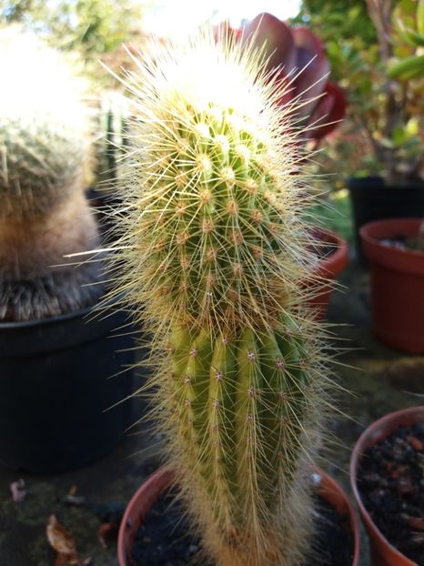  - Cactusi si suculente