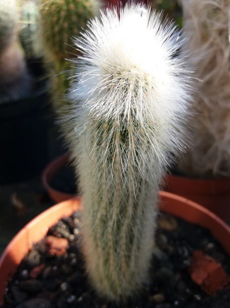  - Cactusi si suculente