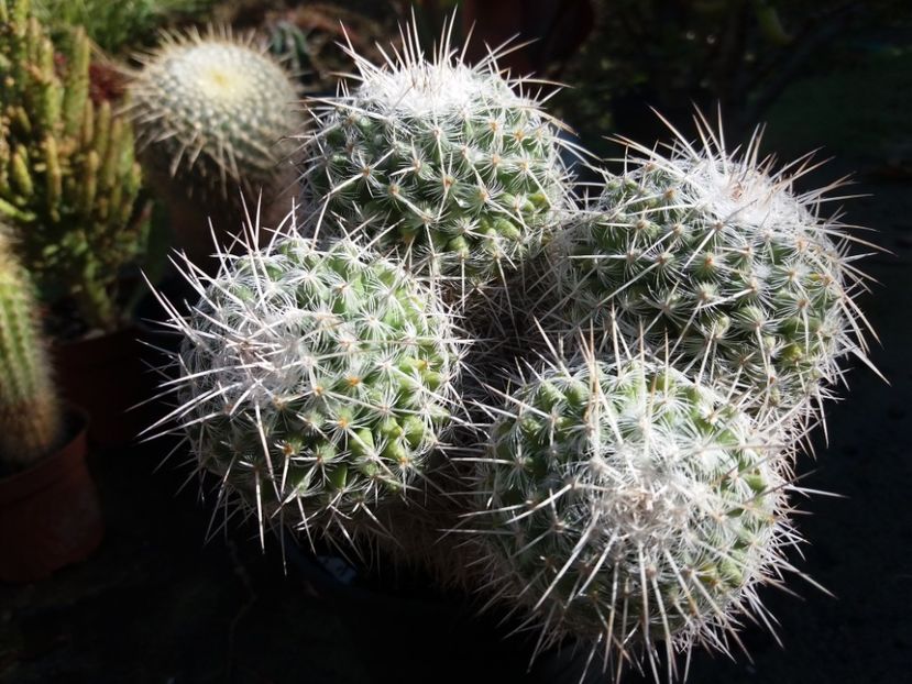  - Cactusi si suculente