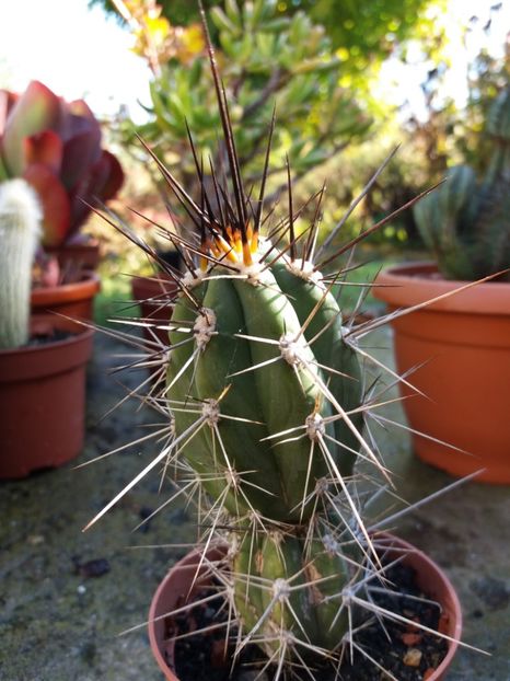  - Cactusi si suculente