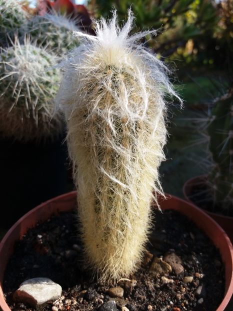  - Cactusi si suculente