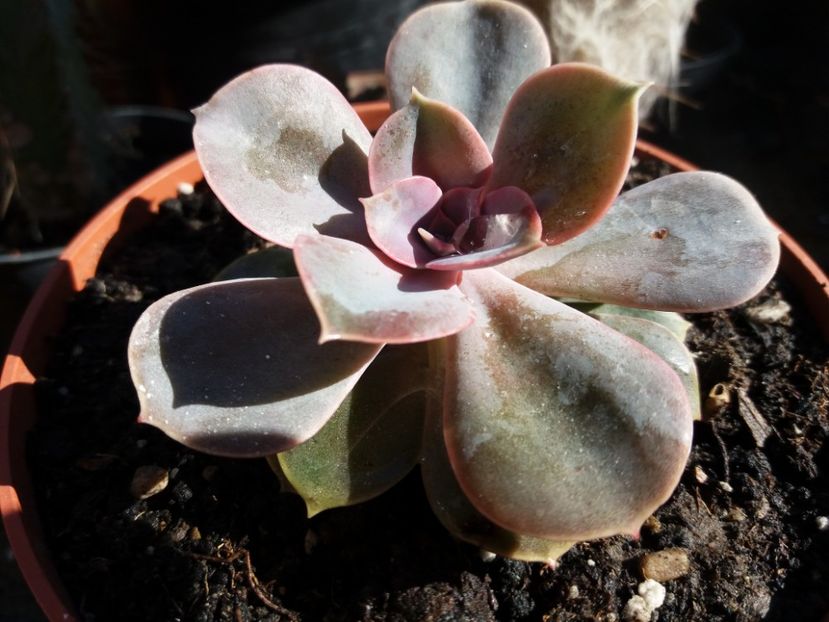  - Cactusi si suculente